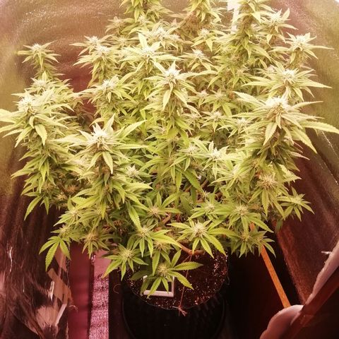 СуперФотик  growlog timeline photo