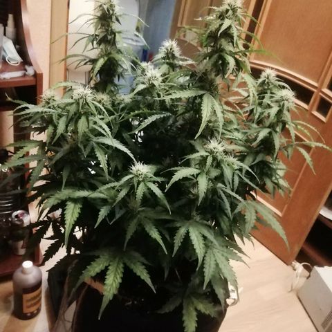  Blackberry growlog timeline photo