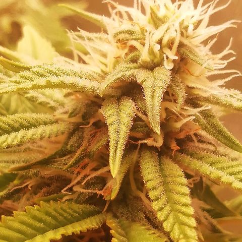 СуперФотик  growlog photo: Начался 2 месяц 12/12