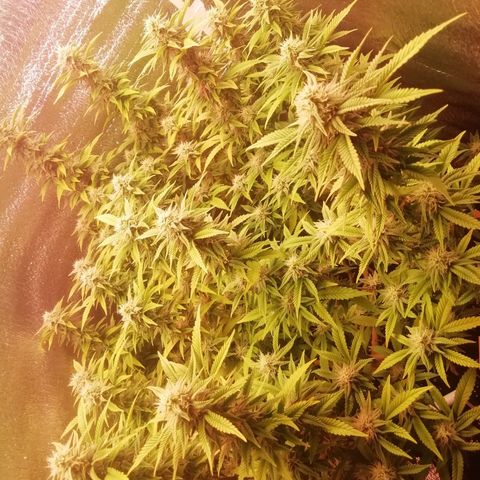 СуперФотик  growlog photo: Начался 2 месяц 12/12