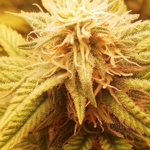 СуперФотик  growlog photo: Начался 2 месяц 12/12