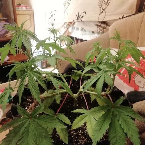 Widding Cake  growlog photo: Растём) 