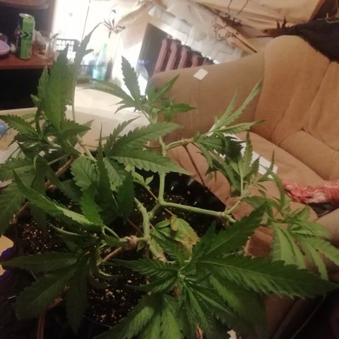 B. S. C growlog photo: После лст 