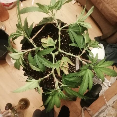 B. S. C growlog photo: После лст 