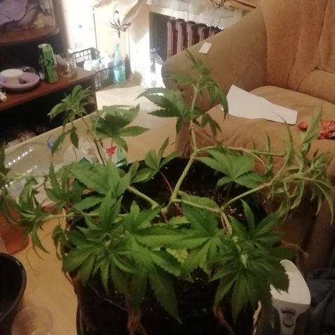 Widding Cake  growlog photo: После лст 