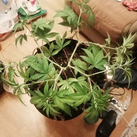 Widding Cake  growlog photo: После лст 