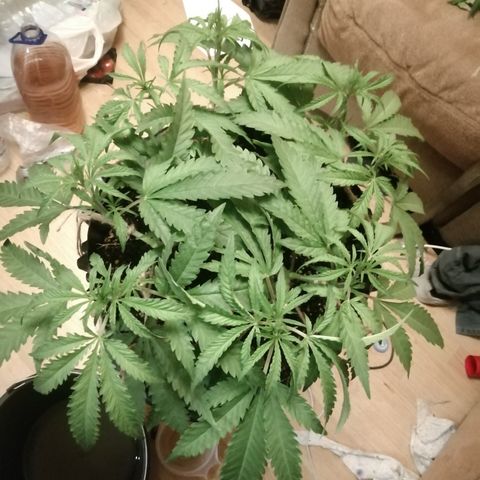 B. S. C growlog timeline photo