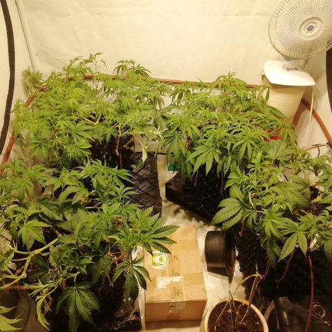 СуперФотик  growlog timeline photo