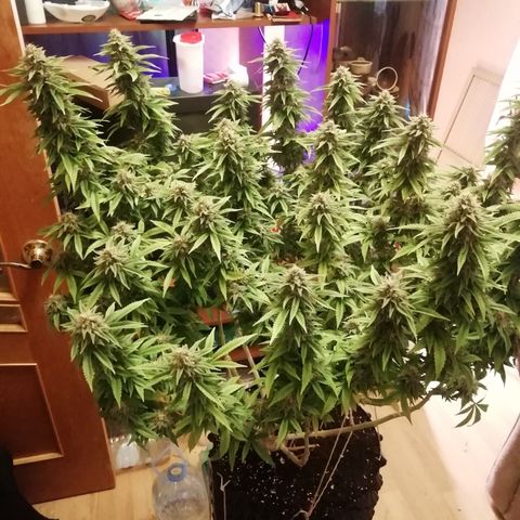 СуперФотик  growlog timeline photo