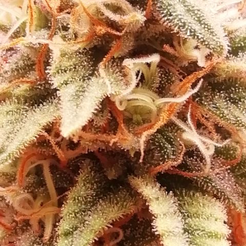 СуперФотик  growlog timeline photo