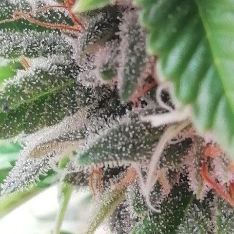 СуперФотик  growlog timeline photo