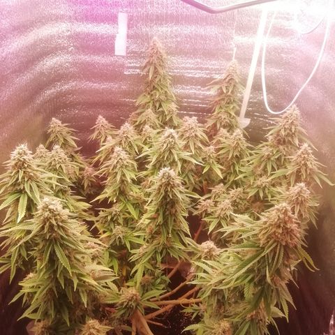 СуперФотик  growlog photo: Второй полив с overdrive(AN) 