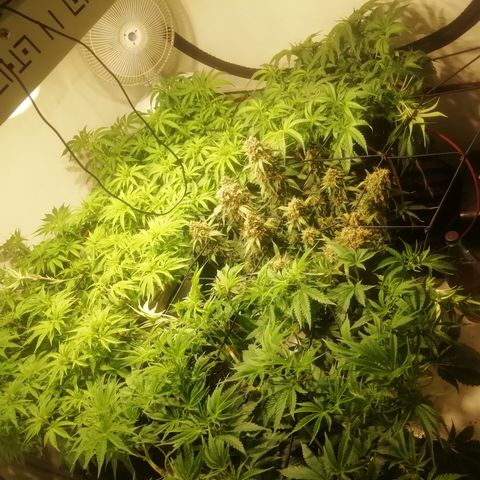 СуперФотик  growlog timeline photo