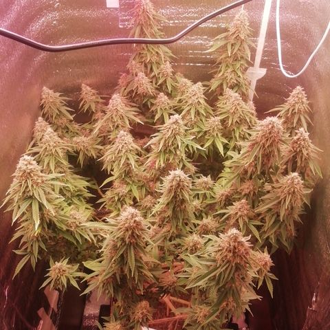СуперФотик  growlog timeline photo