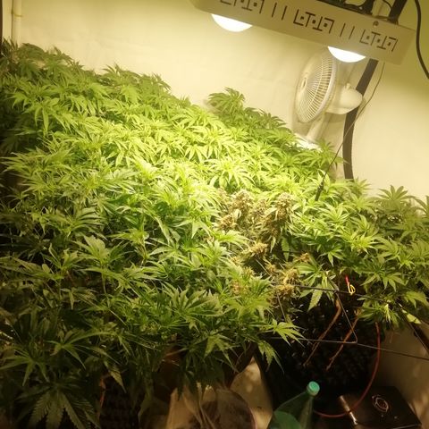 СуперФотик  growlog timeline photo