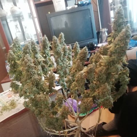 СуперФотик  growlog photo: Харвест 