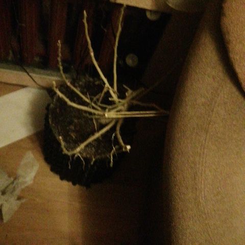 СуперФотик  growlog photo: Харвест 