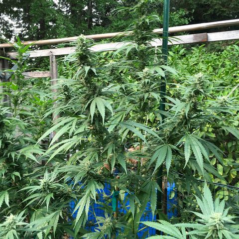 Grease Monkey (Sweetwater Farms) (Garden) growlog timeline photo