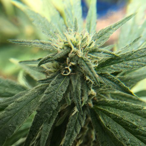 Grease Monkey (Sweetwater Farms) (Garden) growlog timeline photo