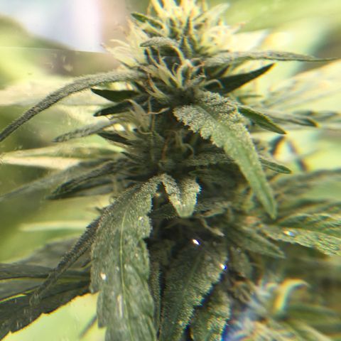 Grease Monkey (Sweetwater Farms) (Garden) growlog timeline photo