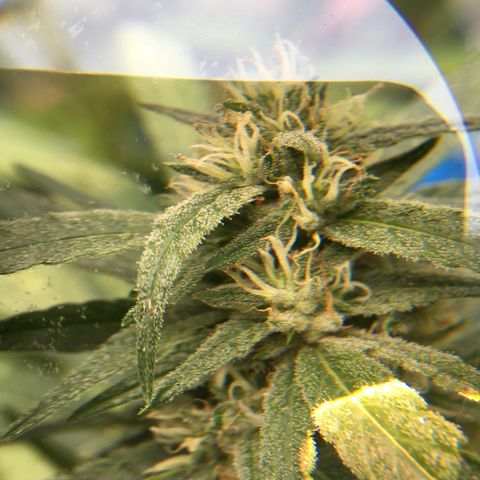 Grease Monkey (Sweetwater Farms) (Garden) growlog timeline photo