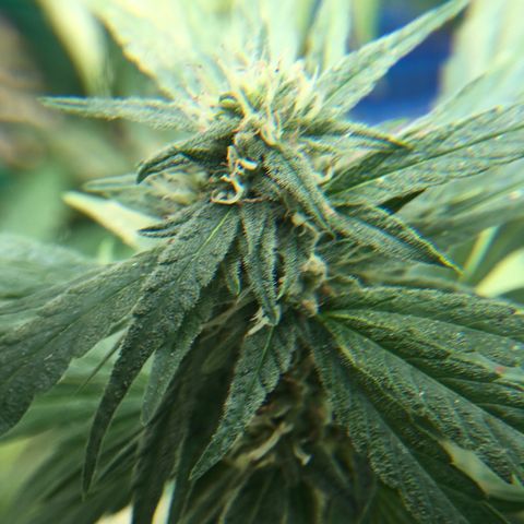 Grease Monkey (Sweetwater Farms) (Garden) growlog timeline photo