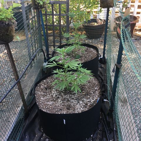 Grease Monkey (Sweetwater Farms) (Garden) growlog timeline photo