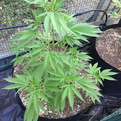 Grease Monkey (Sweetwater Farms) (Garden) growlog timeline photo