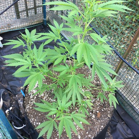 Grease Monkey (Sweetwater Farms) (Garden) growlog timeline photo