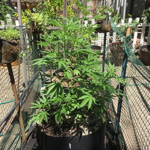 Grease Monkey (Sweetwater Farms) (Garden) growlog timeline photo