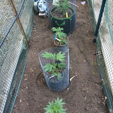 Grease Monkey (Sweetwater Farms) (Garden) growlog timeline photo