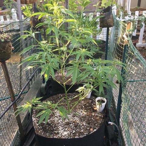 Grease Monkey (Sweetwater Farms) (Garden) growlog timeline photo