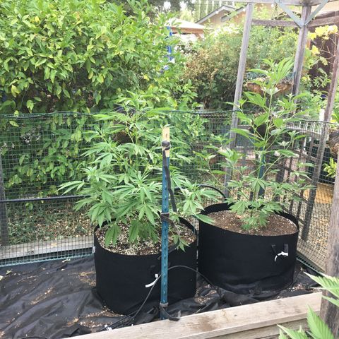 Grease Monkey (Sweetwater Farms) (Garden) growlog timeline photo