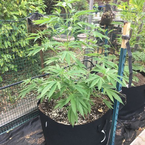 Grease Monkey (Sweetwater Farms) (Garden) growlog timeline photo