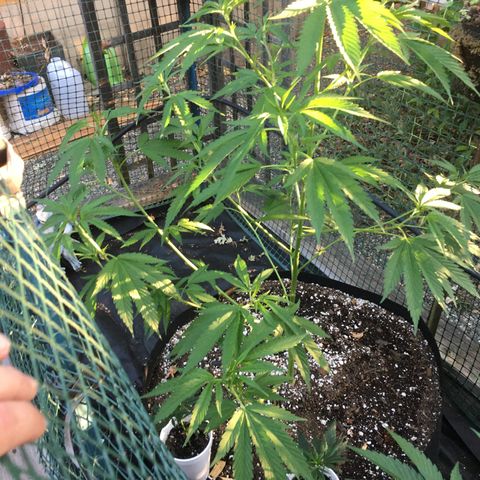 Grease Monkey (Sweetwater Farms) (Garden) growlog timeline photo