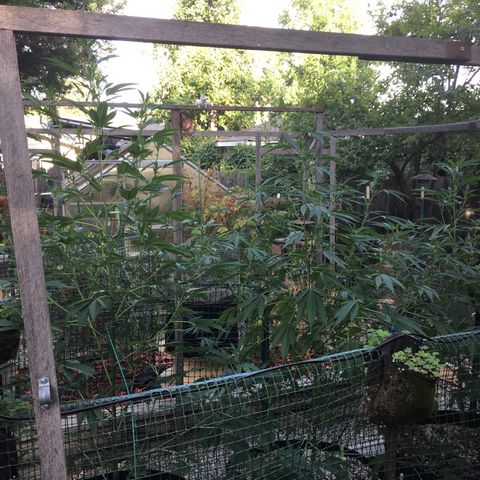 Grease Monkey (Sweetwater Farms) (Garden) growlog timeline photo