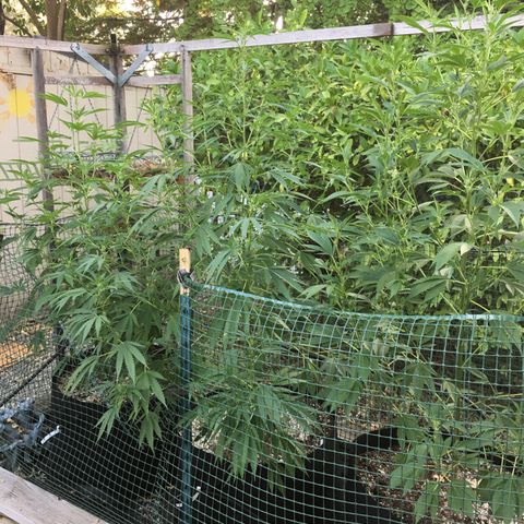 Grease Monkey (Sweetwater Farms) (Garden) growlog timeline photo
