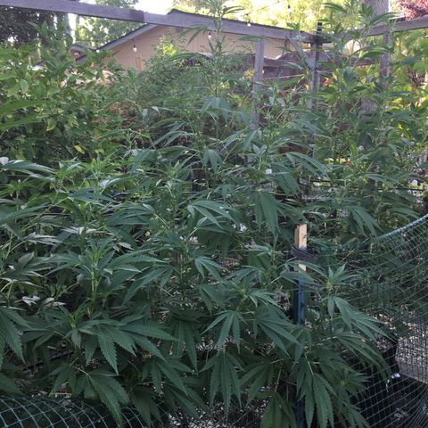 Grease Monkey (Sweetwater Farms) (Garden) growlog timeline photo