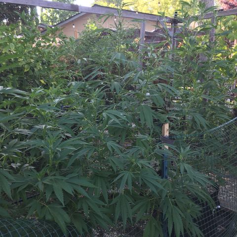 Grease Monkey (Sweetwater Farms) (Garden) growlog timeline photo