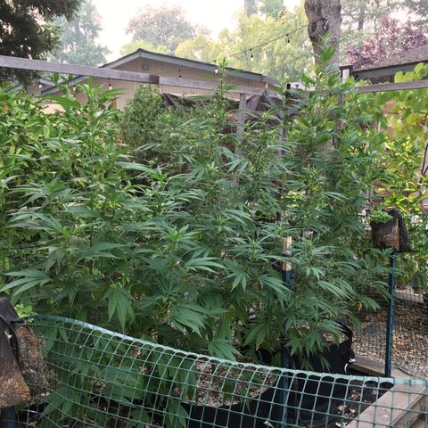 Grease Monkey (Sweetwater Farms) (Garden) growlog timeline photo