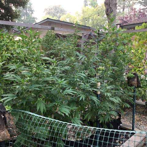 Grease Monkey (Sweetwater Farms) (Garden) growlog timeline photo