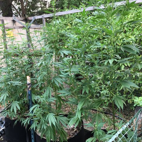 Grease Monkey (Sweetwater Farms) (Garden) growlog timeline photo
