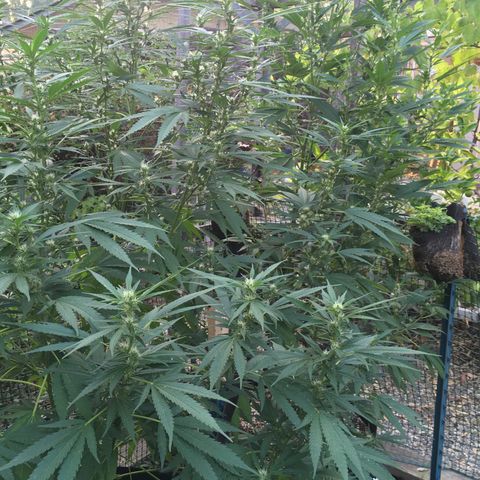 Grease Monkey (Sweetwater Farms) (Garden) growlog timeline photo