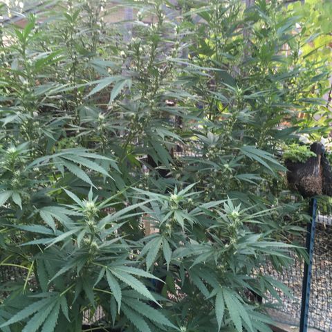 Grease Monkey (Sweetwater Farms) (Garden) growlog timeline photo