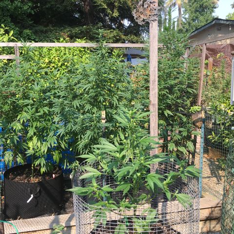 Grease Monkey (Sweetwater Farms) (Garden) growlog timeline photo