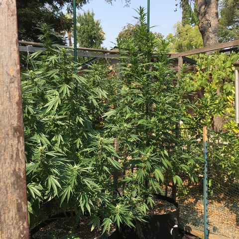 Grease Monkey (Sweetwater Farms) (Garden) growlog timeline photo