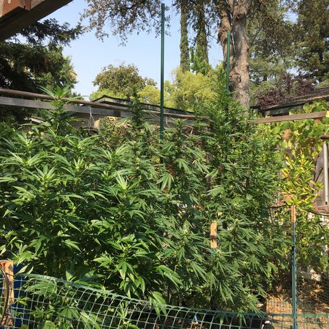 Grease Monkey (Sweetwater Farms) (Garden) growlog timeline photo