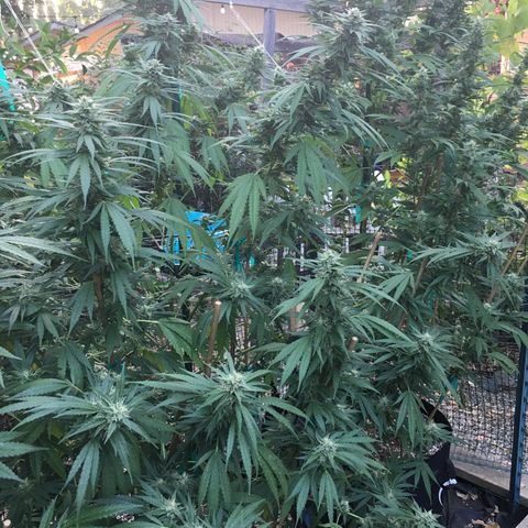Grease Monkey (Sweetwater Farms) (Garden) growlog timeline photo