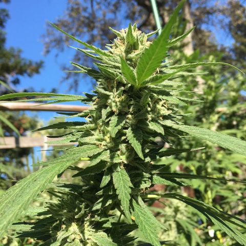 Grease Monkey (Sweetwater Farms) (Garden) growlog timeline photo
