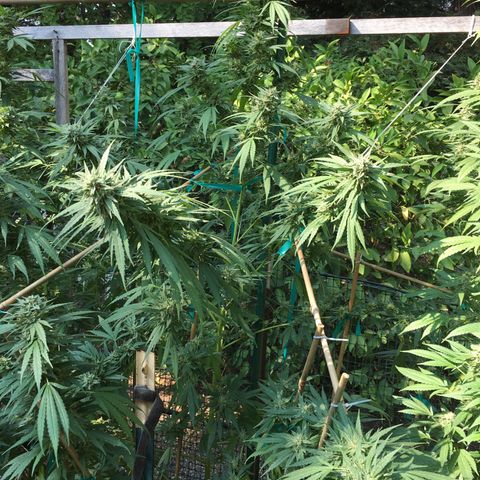 Grease Monkey (Sweetwater Farms) (Garden) growlog timeline photo